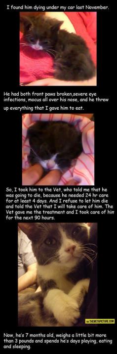 A lucky kitty, a kind and devoted human