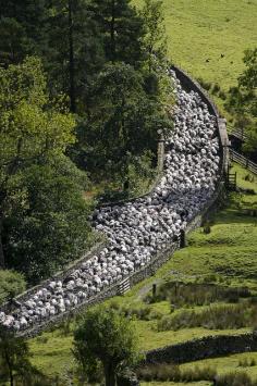 Driving the sheep to a new field in the Lake District - England