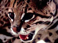 Ocelot. Fewer than 1,000 of the cats are thought to survive, roaming between Texas and Mexico via wildlife corridors