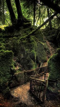 Puzzlewood Forest | Ramble through the forests.