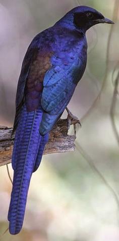 Meve's Starling, (Lamprotornis mevesii), found in Africa by Trevor Hardaker