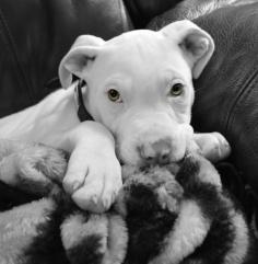 Visit us at pitfriendzy.com and post pics of your #pitbull #dogs