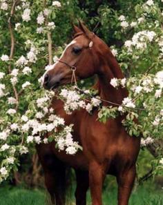 Shaia+ | Arabian Horses of Silver Maple Farm, Santa Ynez, California CA - Straight Egyptian