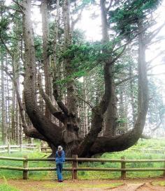 cc  The Octopus Tree {Sitka Spruce} Cape Mears, Oregon