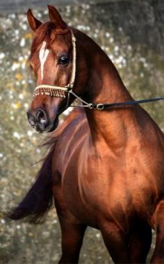 Stallion: Georgian Arabian