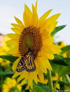 Butterfly Sunflower...