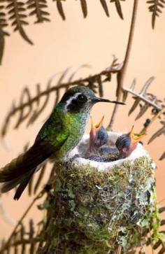 Hummingbird and her Babies by V.Marie