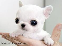 applehead-chihuahua, so cute!!! I want!!