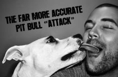 Pit Bull Love