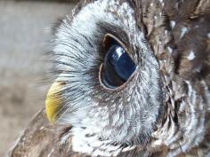 Close up of an Owl