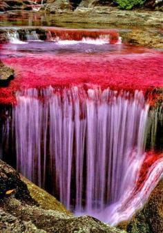The River of Five Colors, Cano Cristales, Colombia