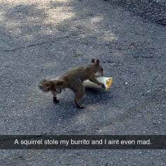 A squirrel stole my burrrito