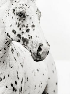 Spots Print By Stephanie Moon//