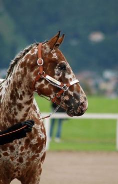 I keep seeing these beautiful freckled horses on Pinterest and have never seen one in real life :(  Absolutely gorgeous!
