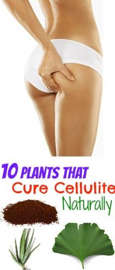 Find Out What Are The 10 Plant Extracts That Cure Cellulite At www.stanshealth.c...