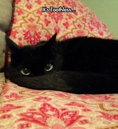 Toothless! I don't usually pin cat pics, but this is an exception!!!