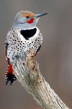 Alabama State Bird, Yellowhammer (Northern Flicker)