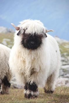 Mountain sheep from Switzerland