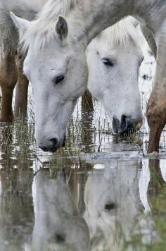 Drinking