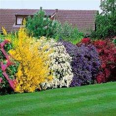 5 beautiful bushes to plant in the yard. good for privacy and very easy on the eye! such pretty colors! buddiea(pink),forsythia spectabilis(yellow), spirea arguta(white), ceanothus yankee point(blue), and weigelia(burgundy)