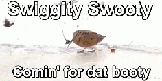 Swiggity Swooty