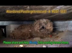 Abandoned Calif.poodle rescued from living under porch a year after owner died