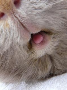 Guinea pig tongue!