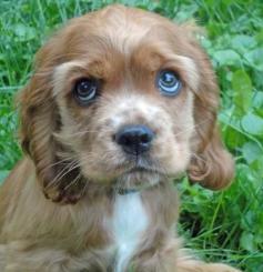 All cocker spaniels have those eyes that just make you want to hold them...they pull the trick when they've been naughty!