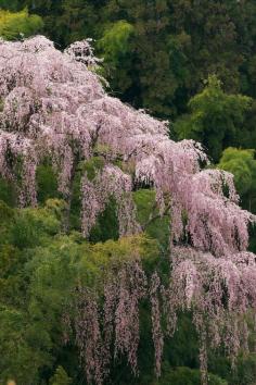 Cherry blossom in Fukujyu-ji Temple, Miharu, Fukushima, Japan