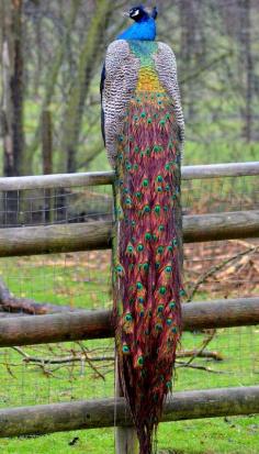 Beautiful Colorful Peacock.