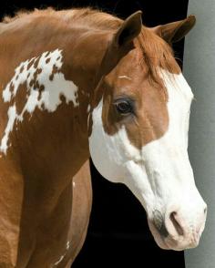 American Paint Horse!