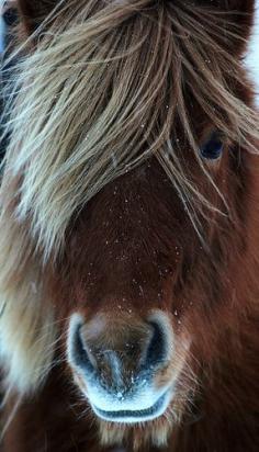 Icelandic Horse: for over 1,000 years Icelandic law has prohibited the importation of horses onto the island.