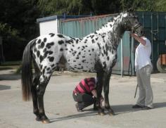 Knabstrupper stallion