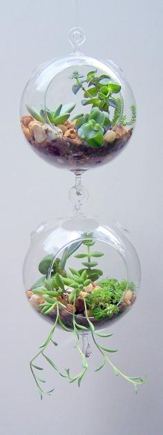 Terrarium Glass Hanging Double Hook with Succulents Vertical Gardening DIY Kit via Etsy