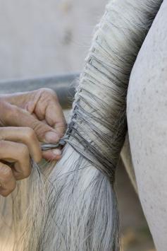 How to on Tail Braiding. Nothing prettier than a perfectly braided tail!.....makes me want to horse show :)