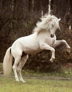 Beautiful Horse #horses, #animals, #pinsland, apps.facebook.com...