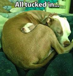 Pit bulls....awww