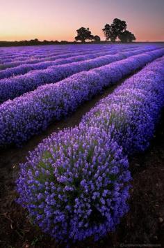 Lavendar