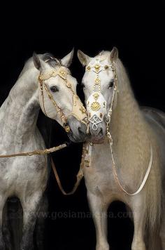 PRE stallions: Escudero VII & Armas Avellano. Ow. Blanka Satora baroque bridle : design Blanka Satora saddler: Magdalenia Nocoń , orders contact: ilmano@tlen.pl — Photo by Gosia Makosa