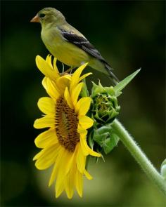 Goldfinch on Sunflower