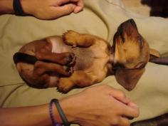 Taking a nap in my Mom's lap. doxie