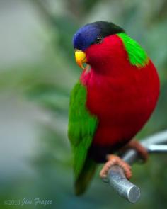 The Collared Lory (Parrot)