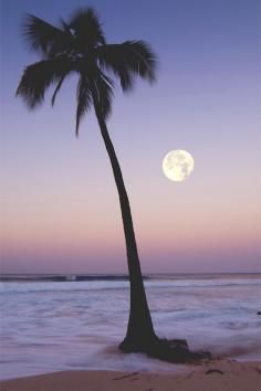 Perfect palm tree.