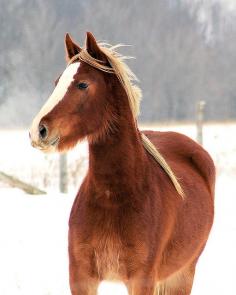 Horse in snow by Jim Crocker