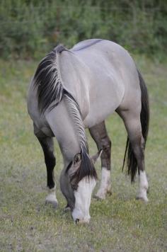 grulla