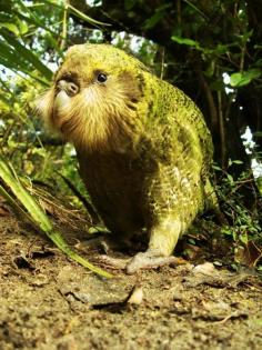 The Kakapo, also called owl parrot, is a species of large, flightless, nocturnal, ground-dwelling parrot of the super-family Strigopoidea endemic to New Zealand. It has finely blotched yellow-green plumage, a distinct facial disc of sensory, vibrissa-like feathers, a large grey beak, short legs, large feet, and wings and a tail of relatively short length.