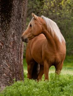 I use to ride a horse just like this at sleep away camp.... Those were the days