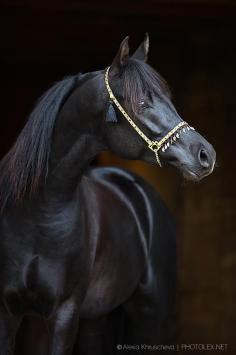 The perfect black Arabian