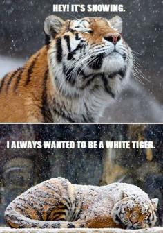 Wishing to be a White Tiger. He is just so happy! :D follow my animal board for more cute pins please P:jamieriahi92