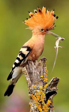 Hoopoe with dinner! - The hoopoe is a colourful bird that is found across Afro-Eurasia